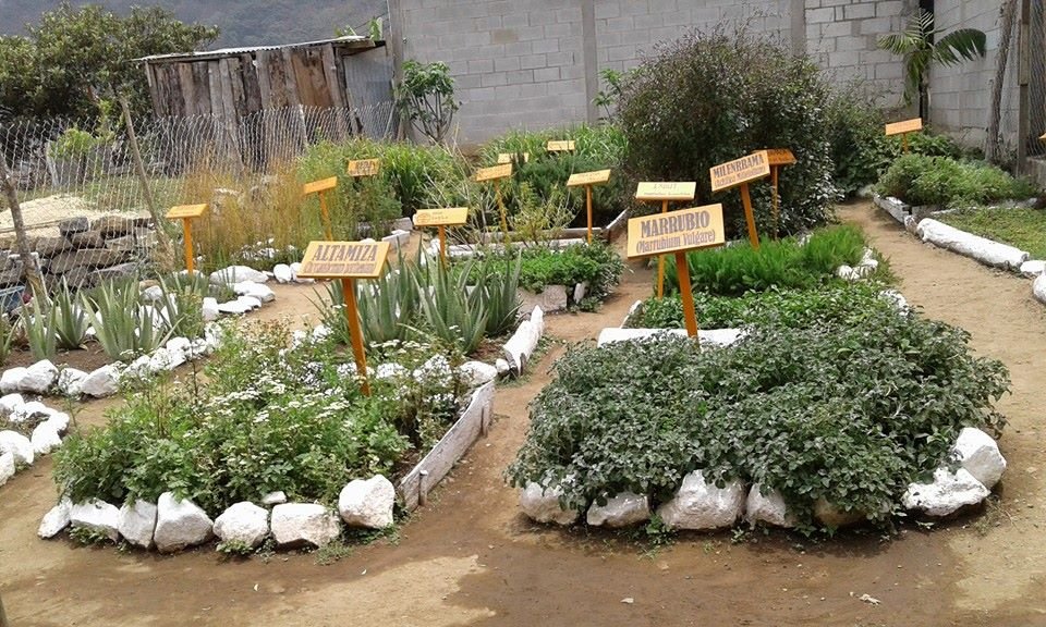 Q'omaneel Association medicinal plants